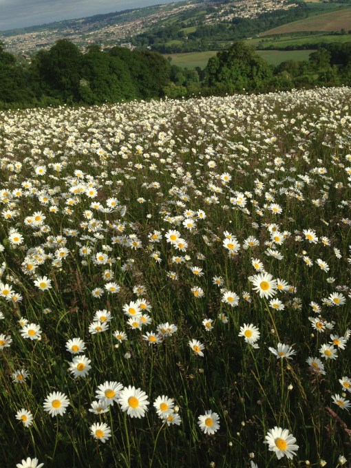 ox eye daisy