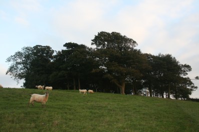 The Roundhill clump - 29 Sept 2013 29 Sept 2013